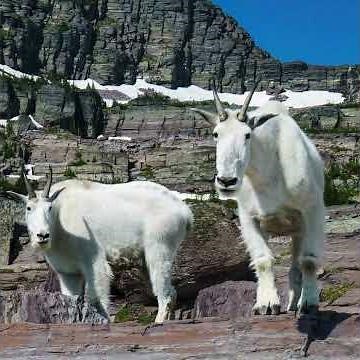 SPERRY GLACIER TRAIL, GLACIER NATIONAL PARK.