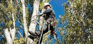 Contact Us | Aadams Tree Service, Tree Care, Tree Trimming & Pruning, Tree Removal, Stump Grinding