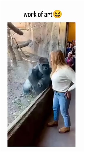 Explainer on Instagram: "This post features a 14-second video of a gorilla hurling feces at zoo enclosure glass, creating a fan-like splatter pattern, ironically captioned "work of art" to highlight the absurd humor. The clip, starring a gorilla dubbed "King Dung," originated from recent viral content around November 3-4, 2025, showcasing primate territorial displays in captivity that surprise and entertain visitors. Garnering over 3 million views and thousands of likes, the post sparks meme-fil