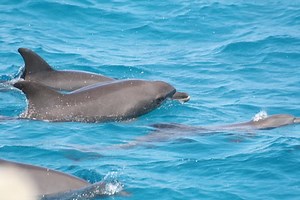 Marine Biology College Scholarships | Sapling