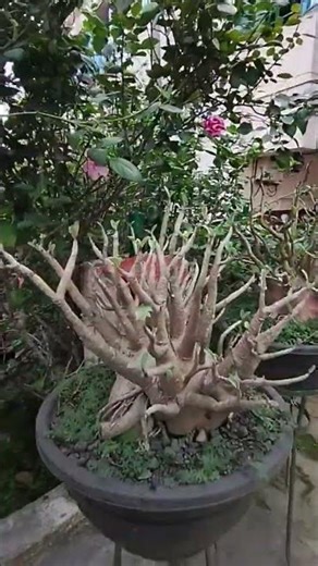 adenium tree flower 🌹#youtubeshorts #minivlog #shortvideo