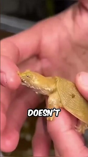 What Happens If a Turtle Bites You? (And What To Do) #animals #wildlife #facts