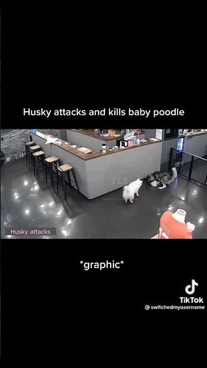 Husky Kills Poodle Puppy In Pet Cafe | GRAPHIC |