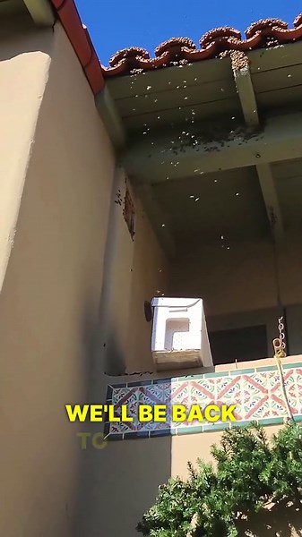 Uncovering the Massive Hidden Beehive Inside a House Wall