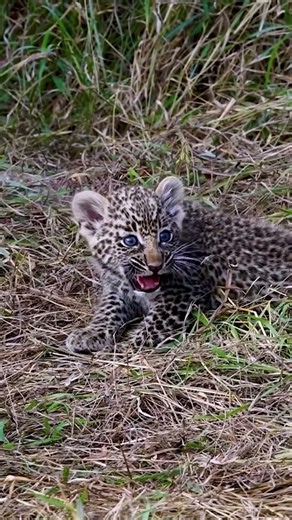The Childhood of Savanna Predators #savannah