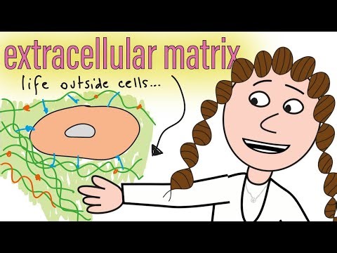 the extracellular matrix (& aging)