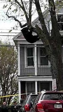 Bear comes down from tree after tranquilizer dart is fired