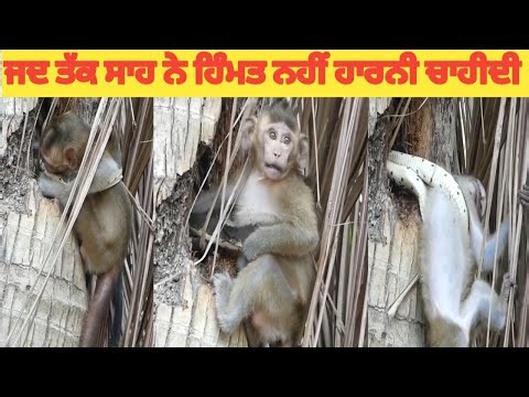 How did the baby survive the attack of the cobra snake on the monkey baby? nirbhau Khalsa tv