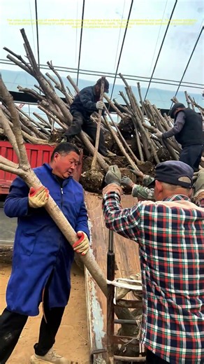 Unloading Saplings with Skateboards and Carts: A Look at Efficient Tree Transportation