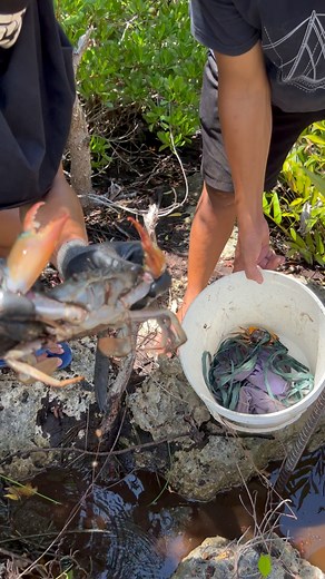 Big mud crab | Chef Joy Adventure