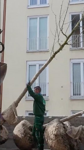 150 trees - Munich's old town is to become greener: CSU criticizes costs of €90,000 - per tree!!!