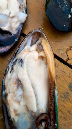 3.3K views · 88 reactions | West Coast Mussels on the table  Damm Thick & juicy✨️ #fishing #mussels #GreenLippedMussel #seafood #shellfish #WestCoast #paradise #berserkfishingnz | Berserk Fishing NZ | Facebook