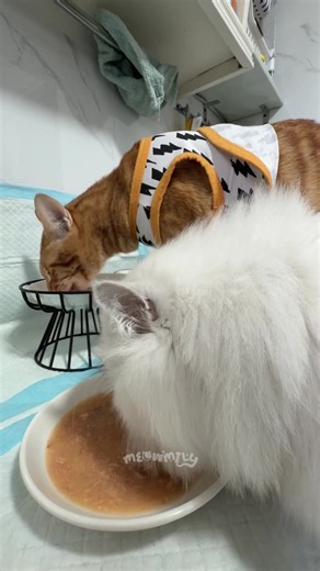 Introducing AKIIKA Wet Food for Cats