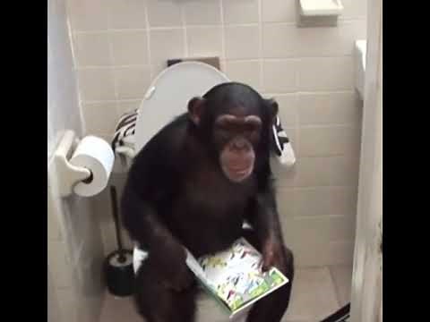 Monkey videos compilation | monkey memes