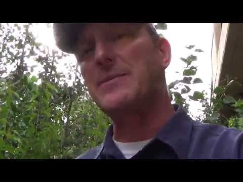 Flame Maple Amur Acer ginnala