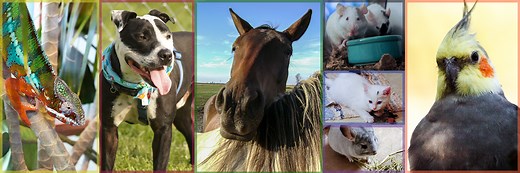 Veterinary Technology Program