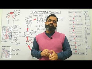 Eucestoda Urdu /Hindi medium ‪@prof.masoodfuzail‬| Life Cycle of Beef Tape Worm |Proglottid