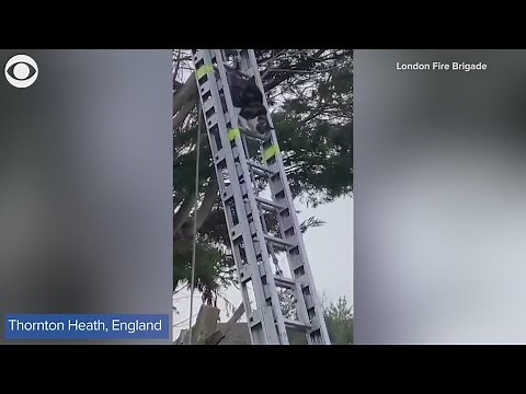 Cat uses firefighters ladder to get out of tree — does not even say 'thank you'