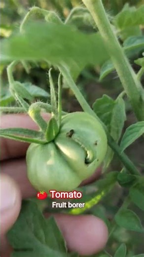 TOMATO FRUIT BORER | TOMATO | FARMING| TOMATO | INSECT #shortvideo #shorts #farming