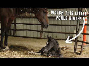 ITS TIME! Tootsy Gives Birth To A Beautiful Foal! ~ The Whole Foaling Process