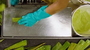 Forever Aloe Ever-Shield® Deodorant stick, Deo ohne Aluminium und ohne Alkohol, mit pflegender Aloe Vera für empfindliche Haut, zuverlässiger Schutz, dermatest-zertifiziert, (4 Stück)