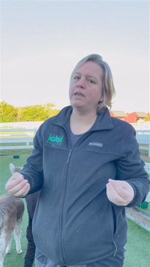 2.7K views · 94 reactions | Alpaca vs. Human | Part 4. This week we are discussing noses. Comment down below what you’d like to hear about next⬇️ #cuteanimals #animaleducation #cutealpacas #alpacas #education | Eagle Eye Farm | Facebook