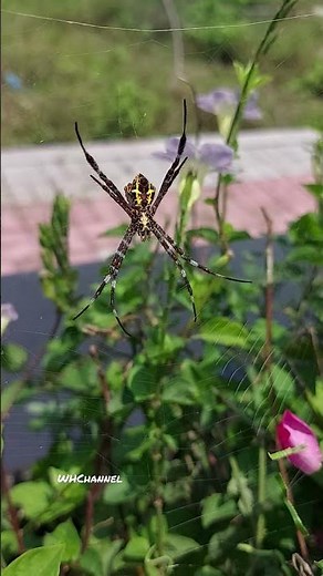 BIG Spider | Laba-Laba Besar