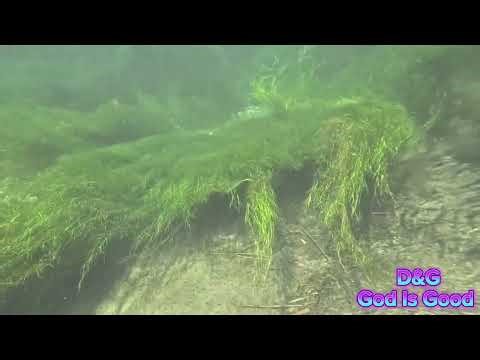 Dangerous river dive, crocodile infested waters