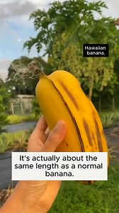 Hawaiian bananas #garden #homehacks #soil #plants #tricks #seedling #usa #tips #nature #tutorial #hometips #howto #gardentips | Gardening 84