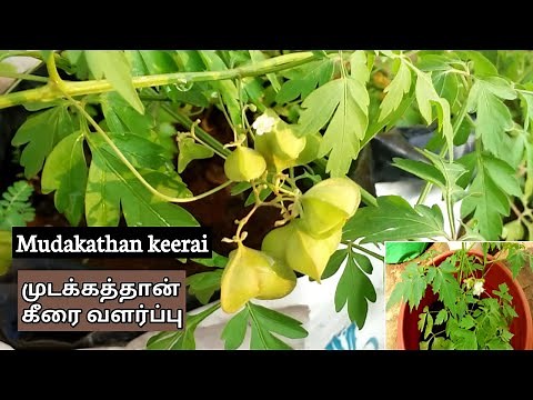 How to grow Mudakathan Keerai Plant| Growing Mudakathan plant from seeds|முடக்கத்தான் கீரை வளர்ப்பு