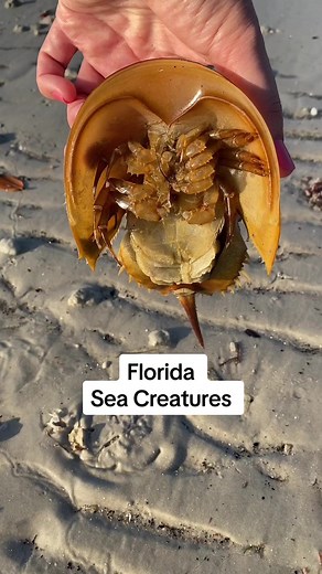 Explore the Fascinating Sea Creatures of Fort Myers Beach
