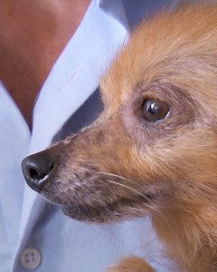 The state of this poor rescue Pomeranian will break your heart! But watch Dr Scott's breathtaking doggo transformation! ❤️ | Vet On The Hill