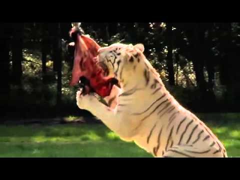 Serengeti-Park - Tiger beim Fressen