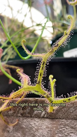 5 Fun Facts about Drosera! 1. These are carnivorous plants which...