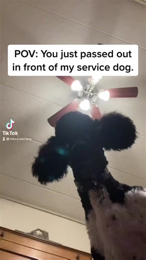 HELLO #servicedog #sd #sds #servicedogs #dog #dogs