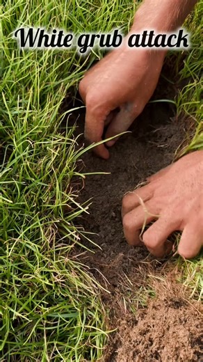 White Grub Attack in Grass 🌱🐛 If your lawn is showing irregular brown patches, wilting, or feels spongy underfoot, it could be a white grub infestation. These larvae feed on the turf roots, causing the grass to lift up easily like a carpet. 🔍 Key Symptoms: • Patchy yellow/brown areas • Grass weak, easily pulled up • Birds actively pecking the turf • Root zone eaten out 🛠️ Management: The most effective control is a granular application of Imidacloprid. When watered in properly, it targets gr