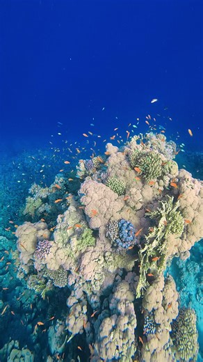 Nature’s living masterpiece. 🪸✨ There is something so healing about the silence of the deep blue and the dance of the reef. ​ #underwaterworld #oceanvibes #coralreef #scubadiving #naturelovers