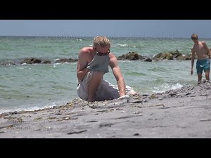 Ecological Disaster - Red Tide Outbreak - Sarasota, FL - 6/23/2018