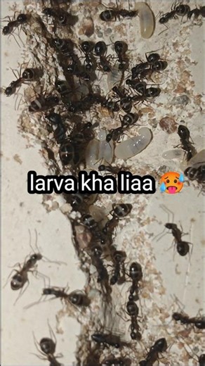 Why Are My Ants Eating Their Larvae? | Ant Colony Cannibalism Explained 🐜 #shorts #antkeeping 🤯🔥....