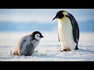 From Egg to Ocean 🐧 Baby Penguin’s First Adventure”