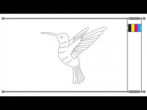 how to draw hummingbird step by step