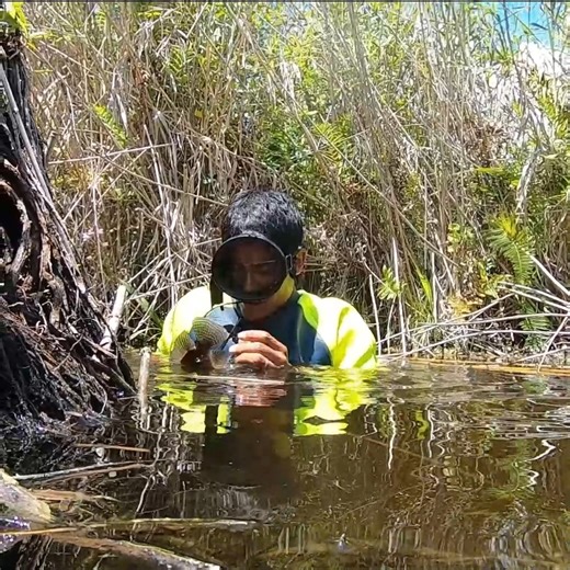 Clavando Enormes Tilapias Con Arpón En Un Nacimiento | Pesca y Aventura