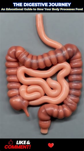 #MedicalEducation #Gastroenterology #AnatomyEducation