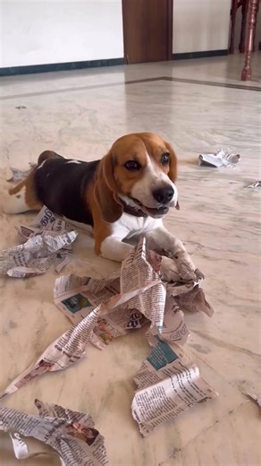 #beagledog #beaglelover #beaglelove #beaglepuppy #beaglelife #beagle #beagleVideo | Beagle Love
