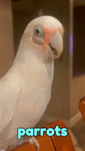 Shocking Parrot Facts That Will Surprise You | ChirpyNest