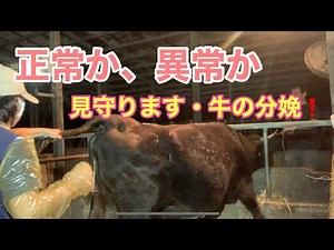 【牛の分娩】【繁殖農家】牛さんから学ぶ❗️産道にそっと手を入れてみたら、、