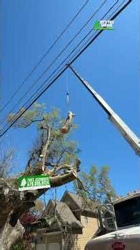 Tree Services in Georgia