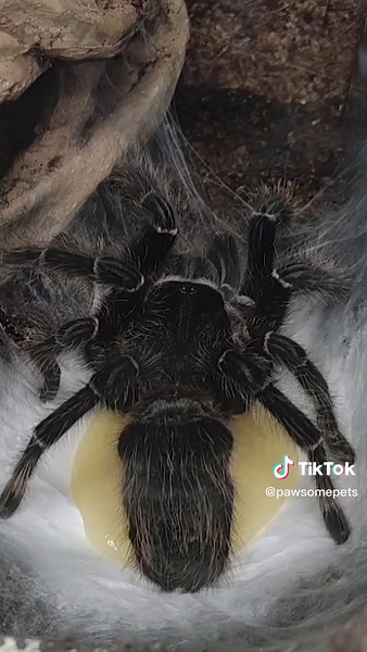 Fascinating Spider Birth Process Unveiled