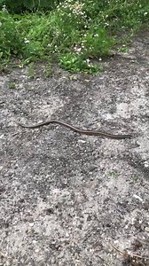 3.1K views · 31 reactions | Awesome glass lizard found today! Although most species have no legs, their head shapes, movable eyelids, and external ear openings identify them as lizards. A few species have very small, stub-like legs near their rear vents. Just another awesome Florida native! | Affordable Wildlife Removal | Facebook