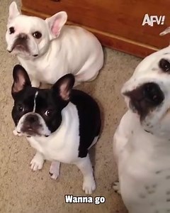 These dogs are anything but bullies! 🐶🤣 | America's Funniest Home Videos